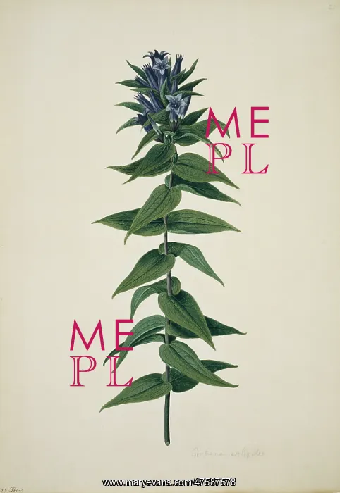 : Gentiana ascepiadea, willow gentian : Gentiana ascepiadea, willow gentian
