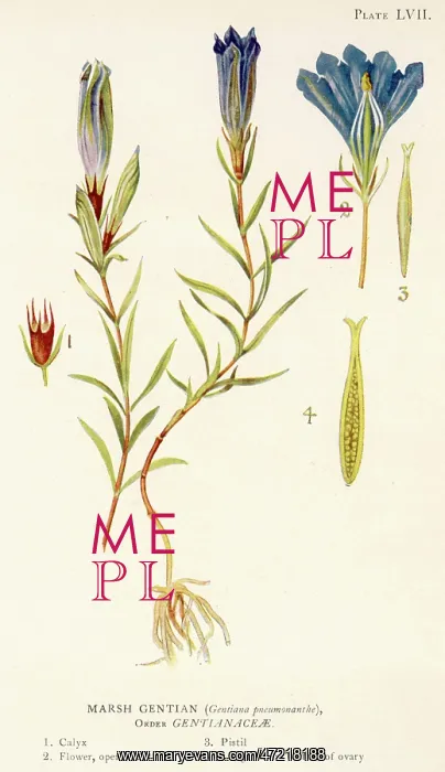  : GENTIANA PNEUMONANTHE