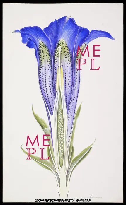 : Gentiana sp : Gentiana sp