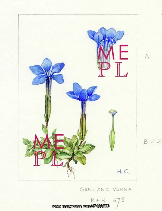 : Gentiana verna - spring gentian : Gentiana verna - spring gentian