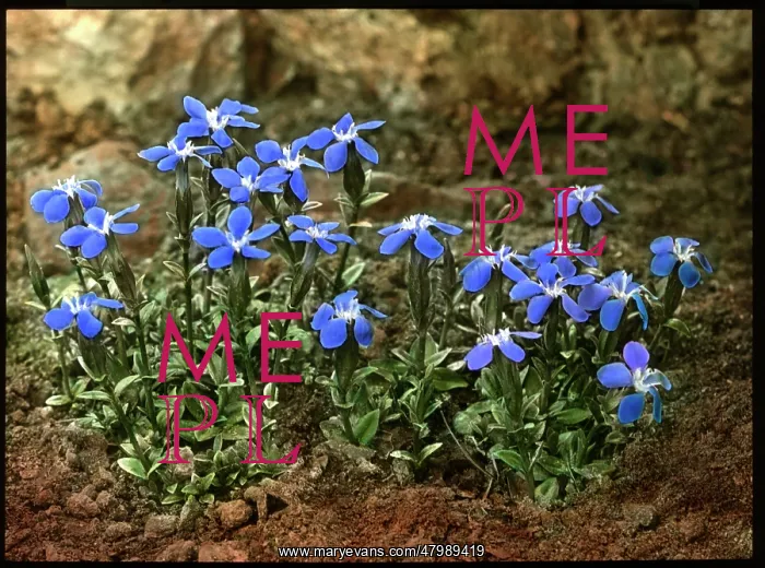 : Gentiana Verna (Spring Gentian) : Gentiana Verna (Spring Gentian)