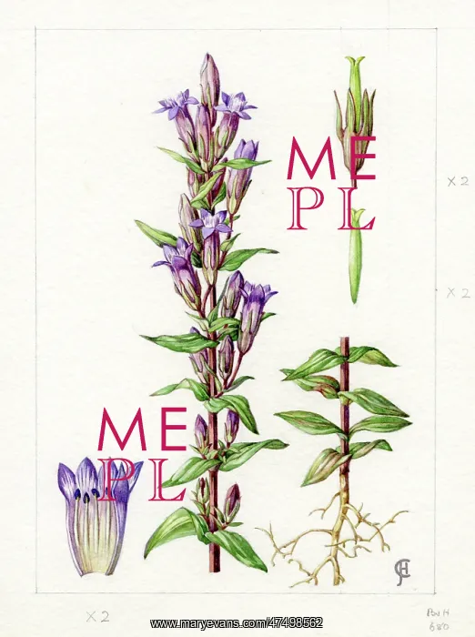  : Gentianella amarella - autumn gentian