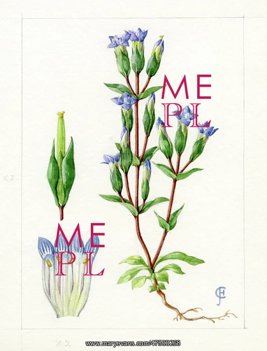 : Gentianella campestris - field gentian : Gentianella campestris - field gentian