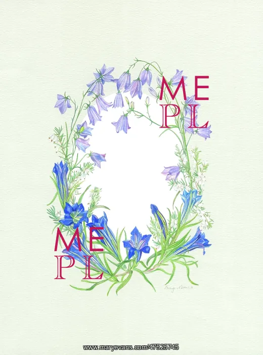  : Gentians, Harebells and White Heather