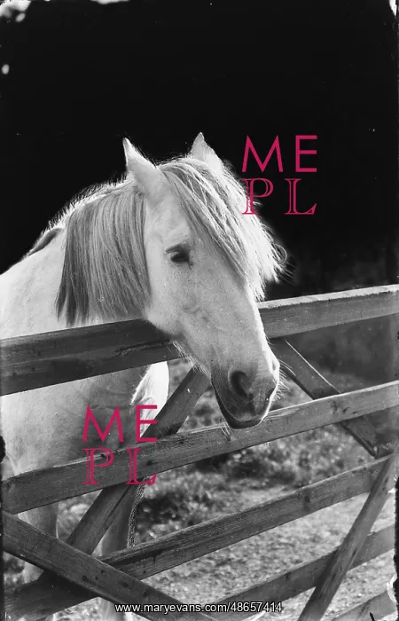 : A Gentle Horse at the Gate : A Gentle Horse at the Gate