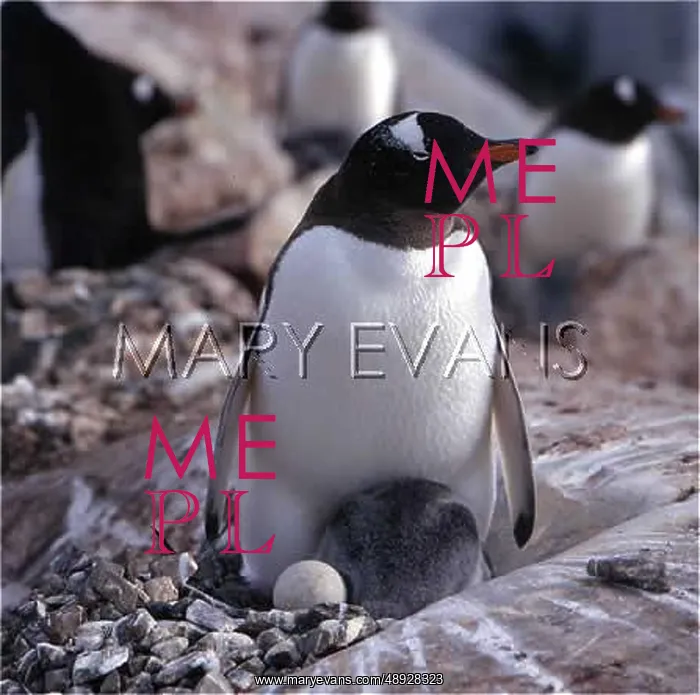 : GENTOO PENGUIN / CHICK / EGG : GENTOO PENGUIN / CHICK / EGG