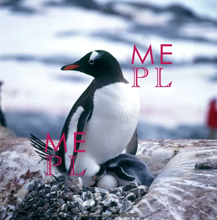 : GENTOO PENGUIN AND YOUNG : GENTOO PENGUIN AND YOUNG