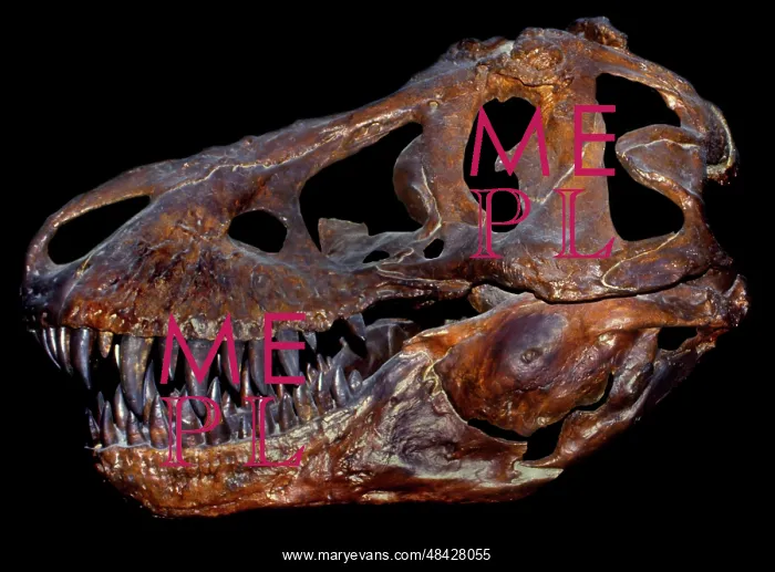 : A genuine fossilized skull of a T Rex : A genuine fossilized skull of a T Rex