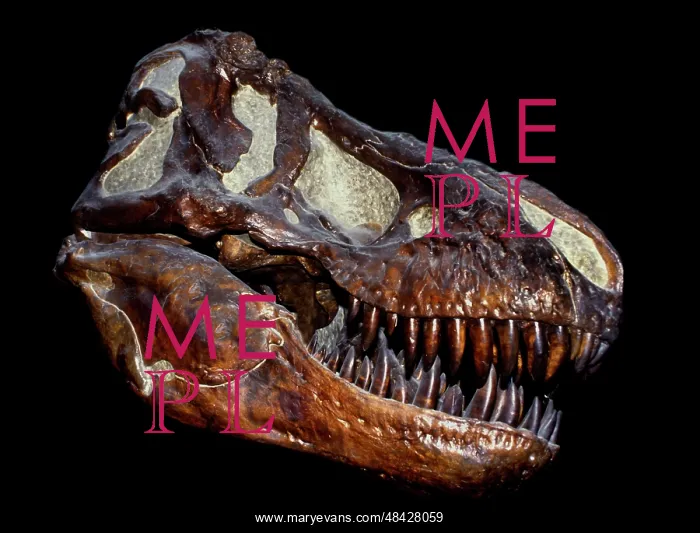 : A genuine fossilized skull of a T Rex : A genuine fossilized skull of a T Rex