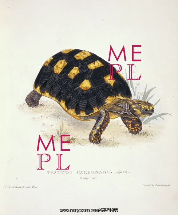 : Geochelone carbonaria, red-footed tortoise : Geochelone carbonaria, red-footed tortoise