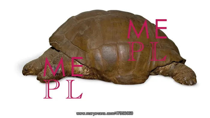 : Geochelone elephantopus, giant tortoise : Geochelone elephantopus, giant tortoise