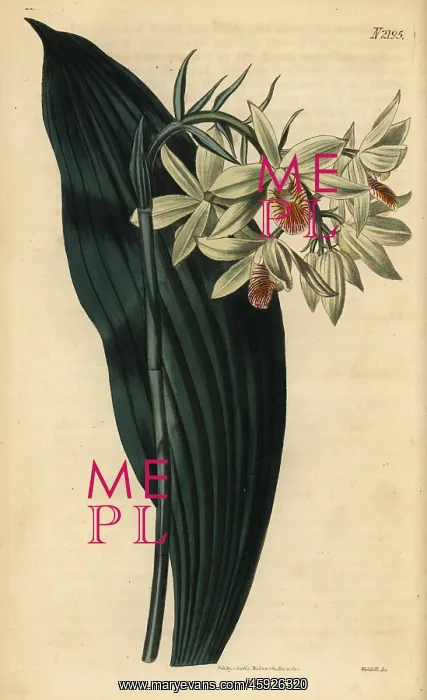 : Geodorum orchid, Geodorum terrestre : Geodorum orchid, Geodorum terrestre