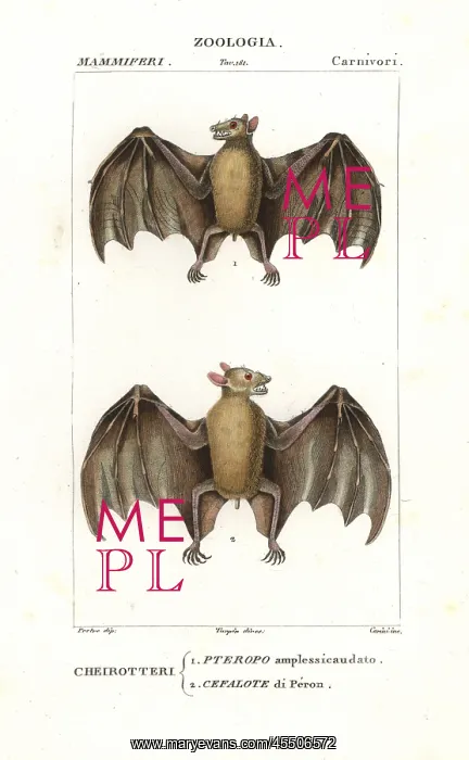 : Geoffroy's rousette bat, Rousettus amplexicaudatus : Geoffroy's rousette bat, Rousettus amplexicaudatus
