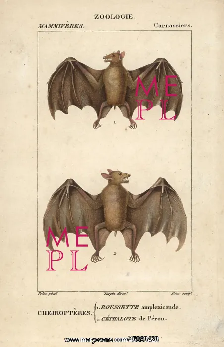 : Geoffroy's rousette bat, Rousettus amplexicaudatus : Geoffroy's rousette bat, Rousettus amplexicaudatus