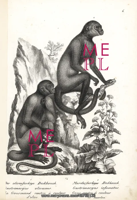: Geoffroy's woolly monkey, endangered, and : Geoffroy's woolly monkey, endangered, and