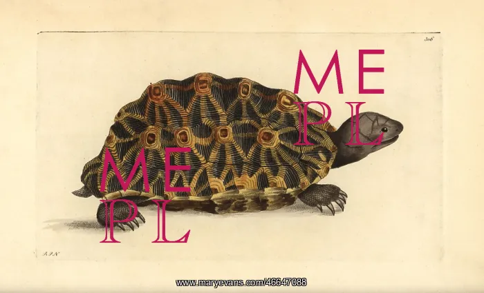 : Geometric tortoise, Psammobates geometrica Endangered : Geometric tortoise, Psammobates geometrica Endangered