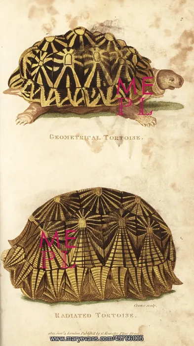 : Geometric tortoise and radiated tortoise : Geometric tortoise and radiated tortoise