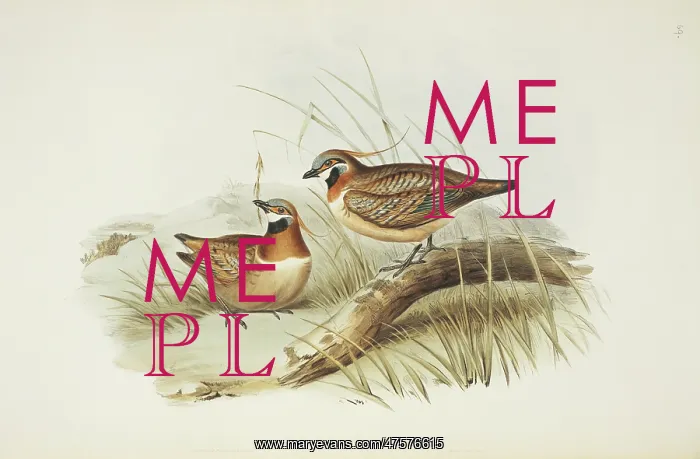 : Geophaps plumifera, spinifex pigeon : Geophaps plumifera, spinifex pigeon