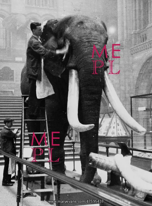 : George the elephant, 1935 : George the elephant, 1935