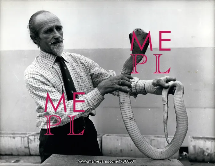 : George Williams with King Cobra which bit him : George Williams with King Cobra which bit him