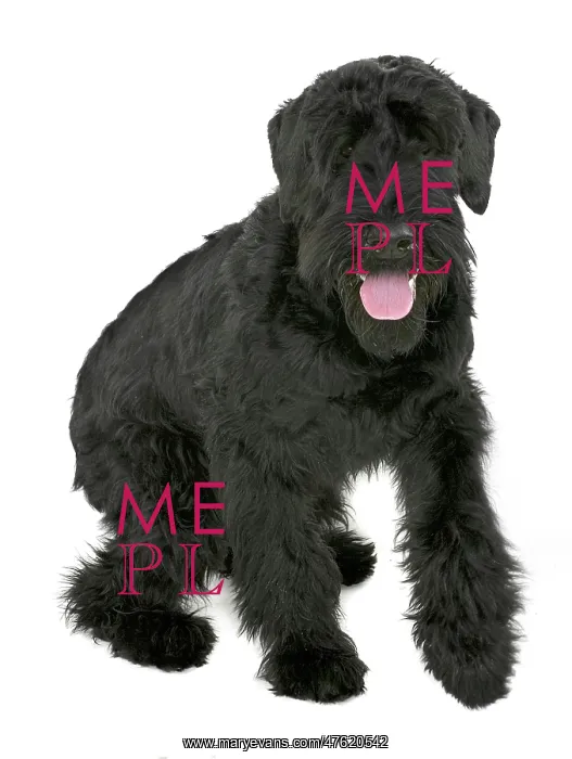 : Georgie a giant schnauzer : Georgie a giant schnauzer