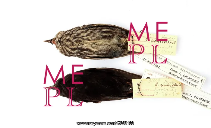 : Geospiza difficilis, sharp-beaked ground finch : Geospiza difficilis, sharp-beaked ground finch