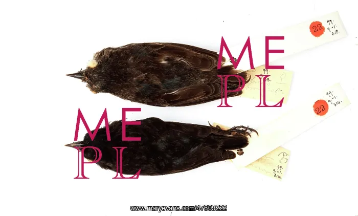 : Geospiza difficilis, sharp-beaked ground finch : Geospiza difficilis, sharp-beaked ground finch