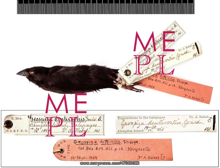 : Geospiza difficilis, sharp-beaked ground finch with labels : Geospiza difficilis, sharp-beaked ground finch with labels