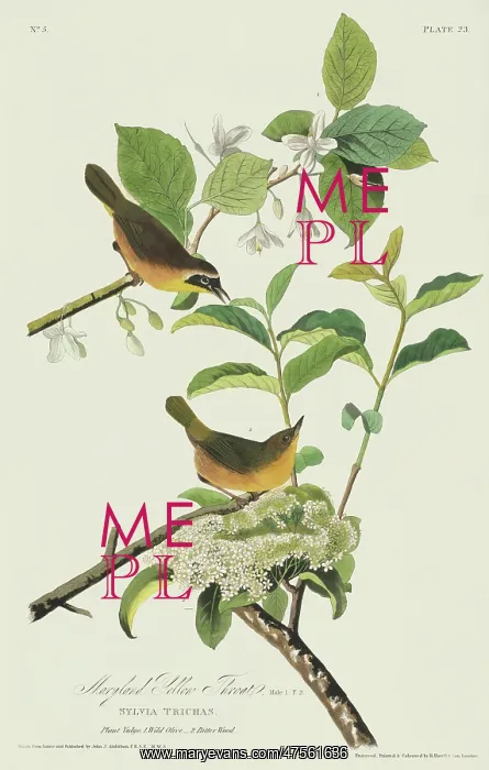 : Geothlypis trichas, common yellowthroat : Geothlypis trichas, common yellowthroat
