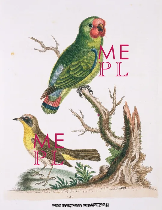 : Geothlypis trichas, common yellowthroat : Geothlypis trichas, common yellowthroat