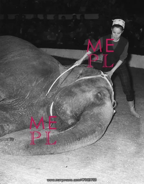 : Geraldine Chaplin with elephant at Cirque d'Hiver, Paris : Geraldine Chaplin with elephant at Cirque d'Hiver, Paris