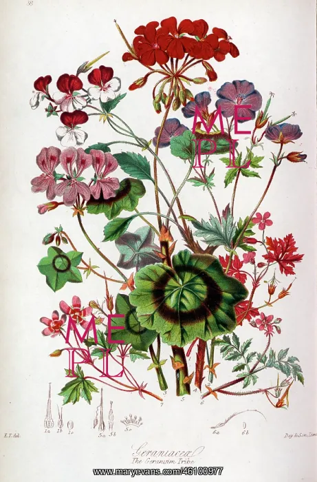 : Geraniaceae - Geranium : Geraniaceae - Geranium