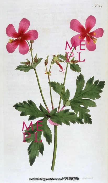 : Geranium Anemonefolium or Anemone Leaved Geranium : Geranium Anemonefolium or Anemone Leaved Geranium