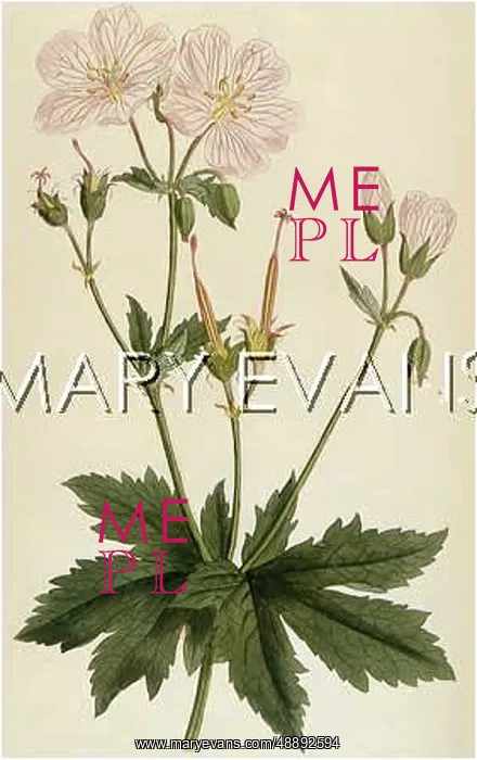  : GERANIUM ANGULATUM