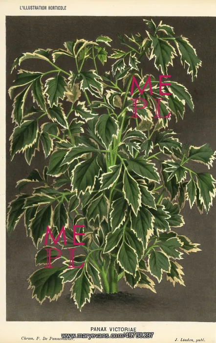 : Geranium aralia, Polyscias guilfoylei : Geranium aralia, Polyscias guilfoylei