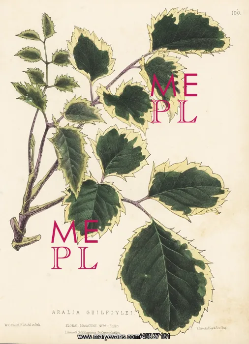 : Geranium aralia or wild coffee, Polyscias guilfoylei : Geranium aralia or wild coffee, Polyscias guilfoylei