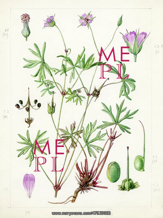 : Geranium columbinum - longstalk cranesbill : Geranium columbinum - longstalk cranesbill