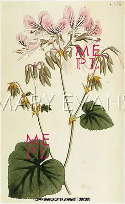 : Geranium Cordifolium, or Heart Leaved Geranium : Geranium Cordifolium, or Heart Leaved Geranium