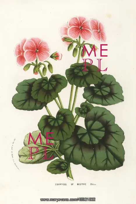 : Geranium cultivar, Countess of Bective, Pelargonium zonale : Geranium cultivar, Countess of Bective, Pelargonium zonale