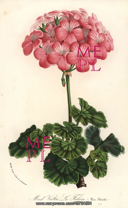 : Geranium cultivar, Pelargonium zonale : Geranium cultivar, Pelargonium zonale