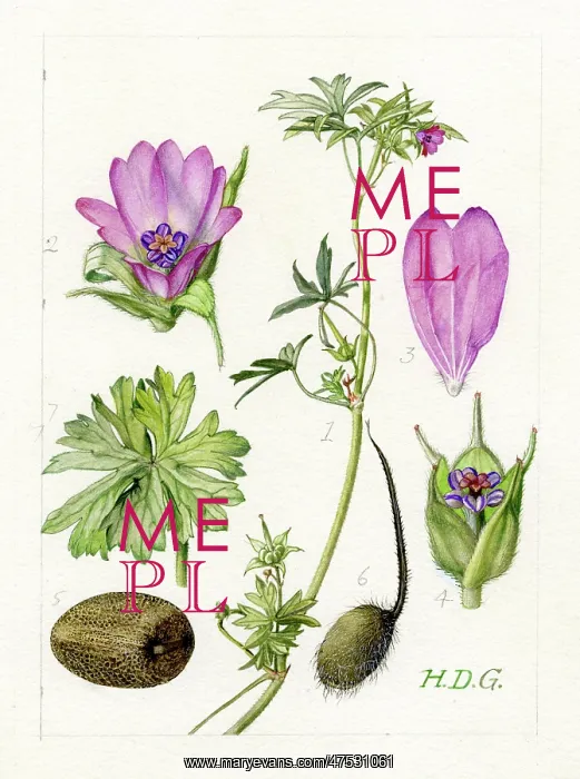 : Geranium dissectum - cut-leaved cranesbill : Geranium dissectum - cut-leaved cranesbill