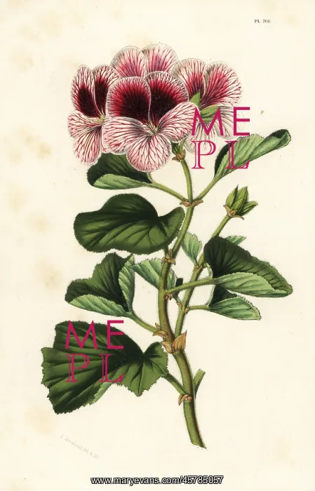 : Geranium hybrid, Pelargonium mazeppa superbe : Geranium hybrid, Pelargonium mazeppa superbe