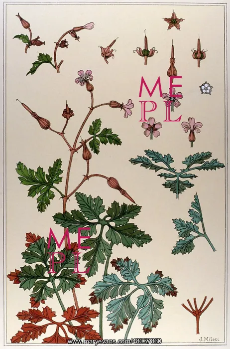 : Geranium by J Milesi : Geranium by J Milesi