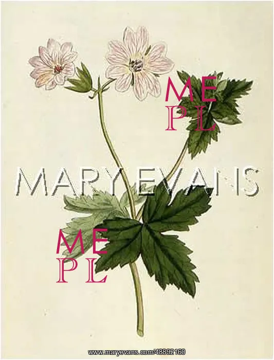  : GERANIUM LANCEOLATUM