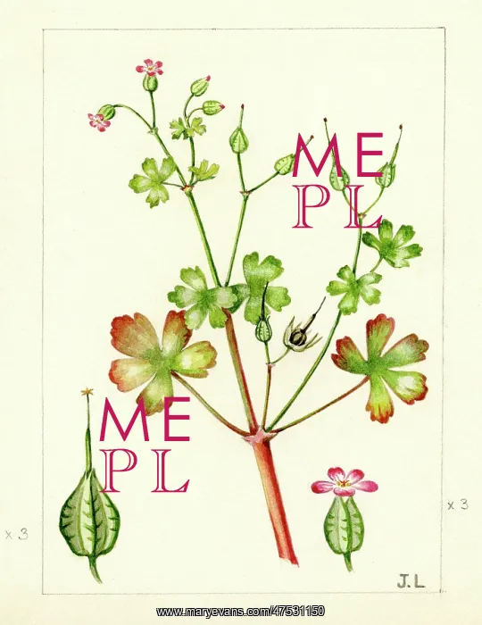 : Geranium lucidum - shining cranesbill : Geranium lucidum - shining cranesbill