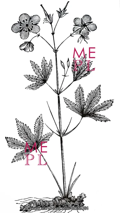 : GERANIUM Maculatum (cranesbill). Used as an astringent : GERANIUM Maculatum (cranesbill). Used as an astringent