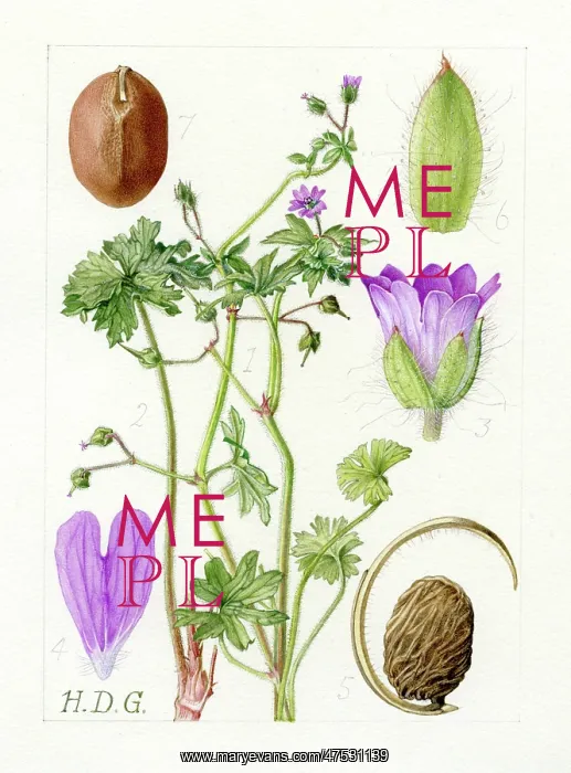 : Geranium molle - dove?s foot cranesbill : Geranium molle - dove?s foot cranesbill
