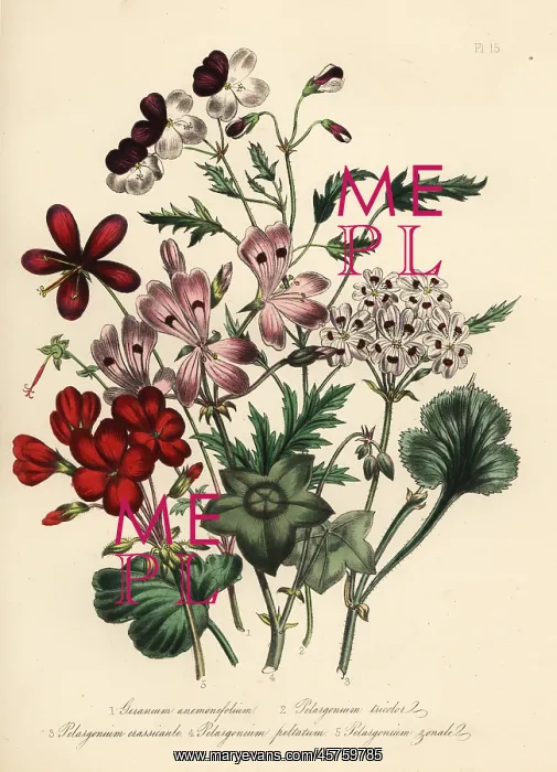 : Geranium and pelargonium species : Geranium and pelargonium species