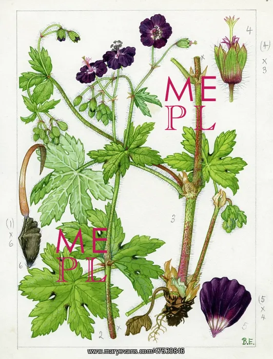 : Geranium phaeum - dusky cranesbill : Geranium phaeum - dusky cranesbill
