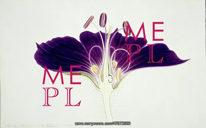 : Geranium phaeum, mourning widow geranium : Geranium phaeum, mourning widow geranium